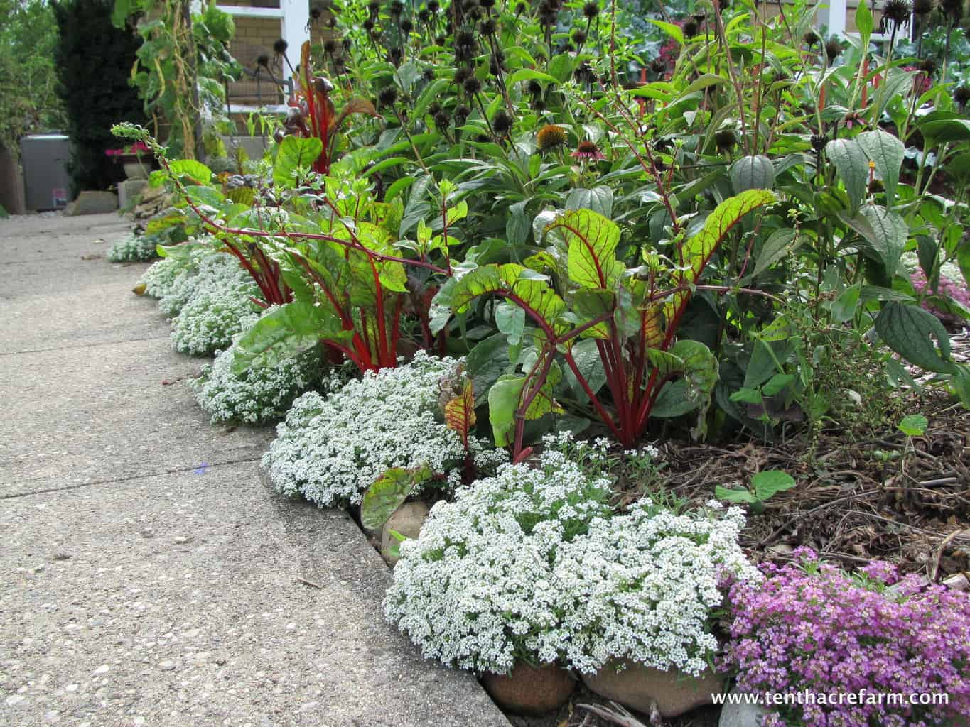 Swiss Chard and Sweet Alyssum: Winning Edible Landscaping Combination