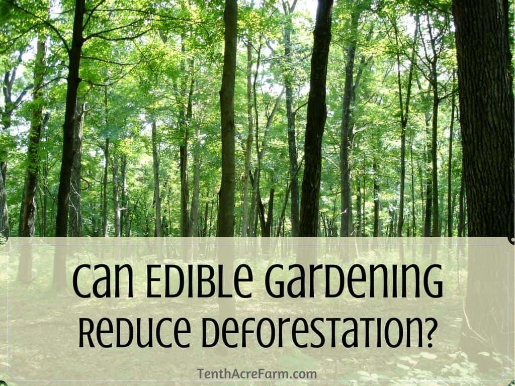 Can Edible Gardening Reduce Deforestation? | Tenth Acre Farm