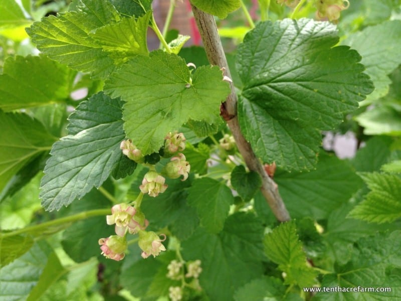 Growing Currants in the Edible Landscape + How to Use Them Tenth Acre