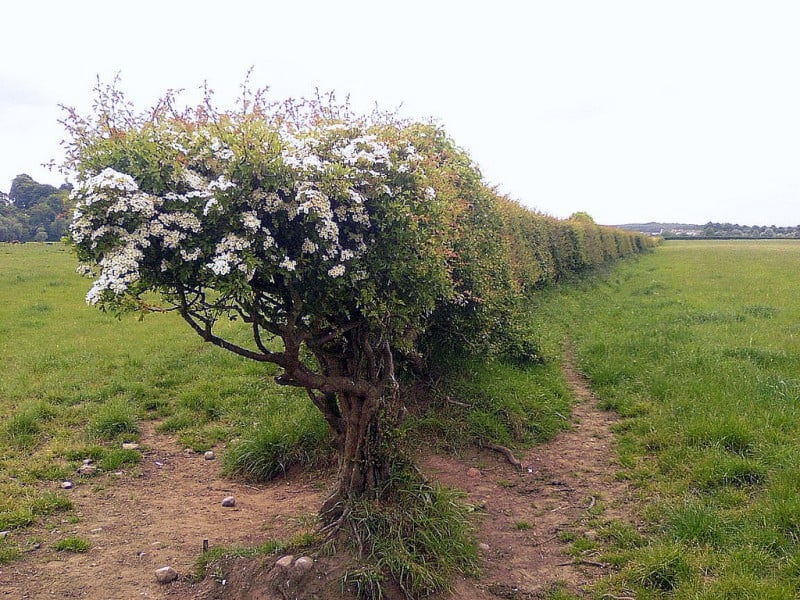 hedgerow hedge plant fence wildlife building hedgerows england suburban reasons instead english farm growing